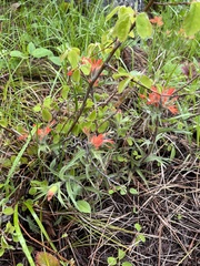 Castilleja hispida acuta