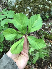 Dasineura parthenocissi