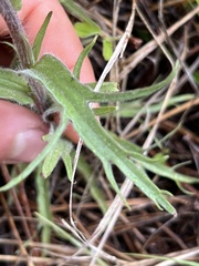 Castilleja hispida acuta