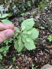 Dasineura parthenocissi