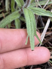 Castilleja hispida acuta