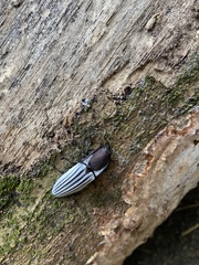 Chalcolepidius validus