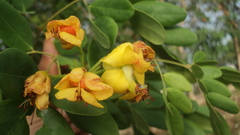 Erythrostemon yucatanensis