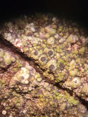Pseudothelomma ocellatum