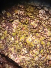 Pseudothelomma ocellatum