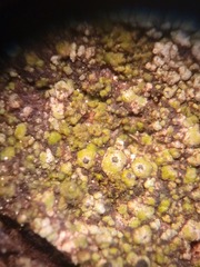 Pseudothelomma ocellatum