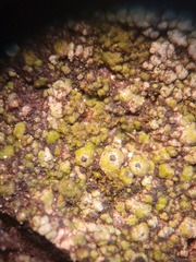 Pseudothelomma ocellatum