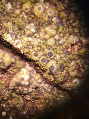 Pseudothelomma ocellatum