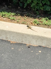 Sceloporus occidentalis