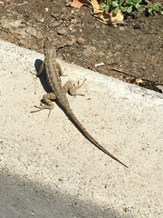Sceloporus occidentalis