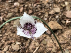 Calochortus tolmiei