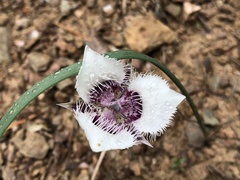 Calochortus tolmiei