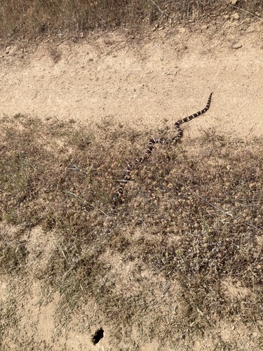 iNaturalist observation photo of California King Snake