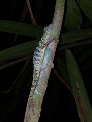 Anolis frenatus