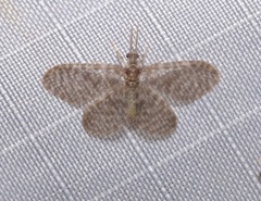 Nallachius americanus