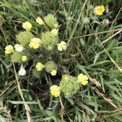 Castilleja rubicundula