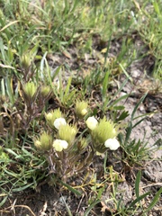 Castilleja rubicundula