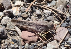 Cratypedes neglectus