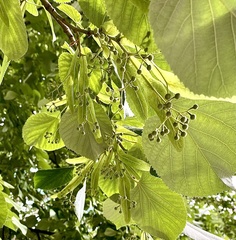 Tilia
