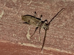Brothylus gemmulatus