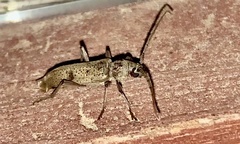 Brothylus gemmulatus