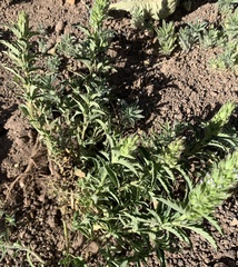 Dracocephalum parviflorum