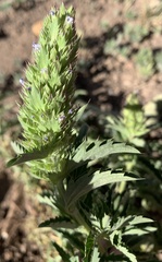 Dracocephalum parviflorum