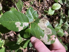 Cameraria gaultheriella