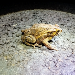 Ingerophrynus biporcatus