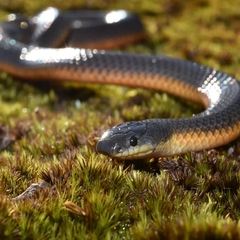 Rhinoplocephalus bicolor