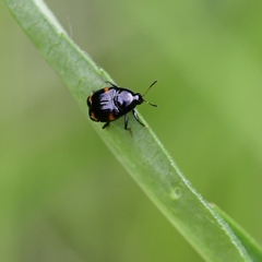Scaphidium