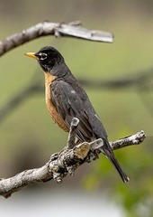 Turdus migratorius