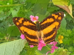 Symbrenthia hippoclus