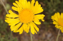 Gaillardia cabrerae