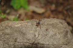 Protolophus singularis