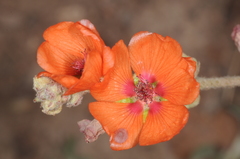 Sphaeralcea crispa