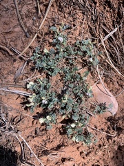 Astragalus sesquiflorus