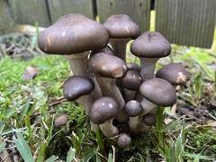 Armillaria fumosa