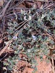 Astragalus sesquiflorus