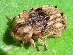 Trichodesma