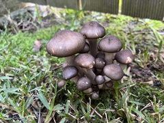 Armillaria fumosa