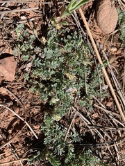 Astragalus sesquiflorus
