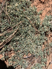 Astragalus sesquiflorus