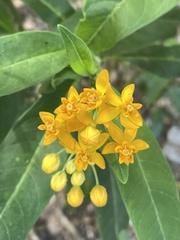 Asclepias curassavica