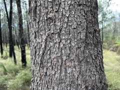 Corymbia clarksoniana