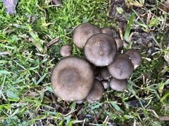 Armillaria fumosa