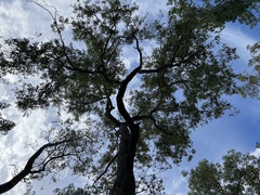 Corymbia clarksoniana