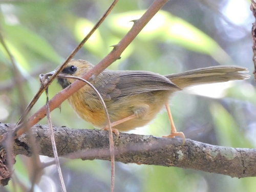 Black-chinned Babbler (Cyanoderma pyrrhops), photo 2