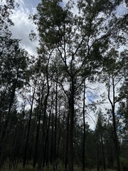 Corymbia clarksoniana