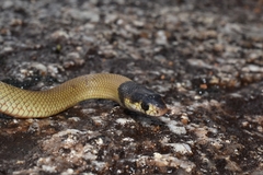 Pseudonaja affinis affinis